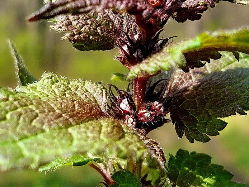 Изображение особи Lamium maculatum.