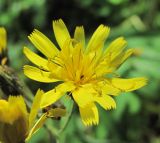 genus Hieracium. Соцветие. Кабардино-Балкария, Эльбрусский р-н, окр. пос. Эльбрус, ок. 1900 м н.у.м., преим. сосновый лес. 24.08.2017.