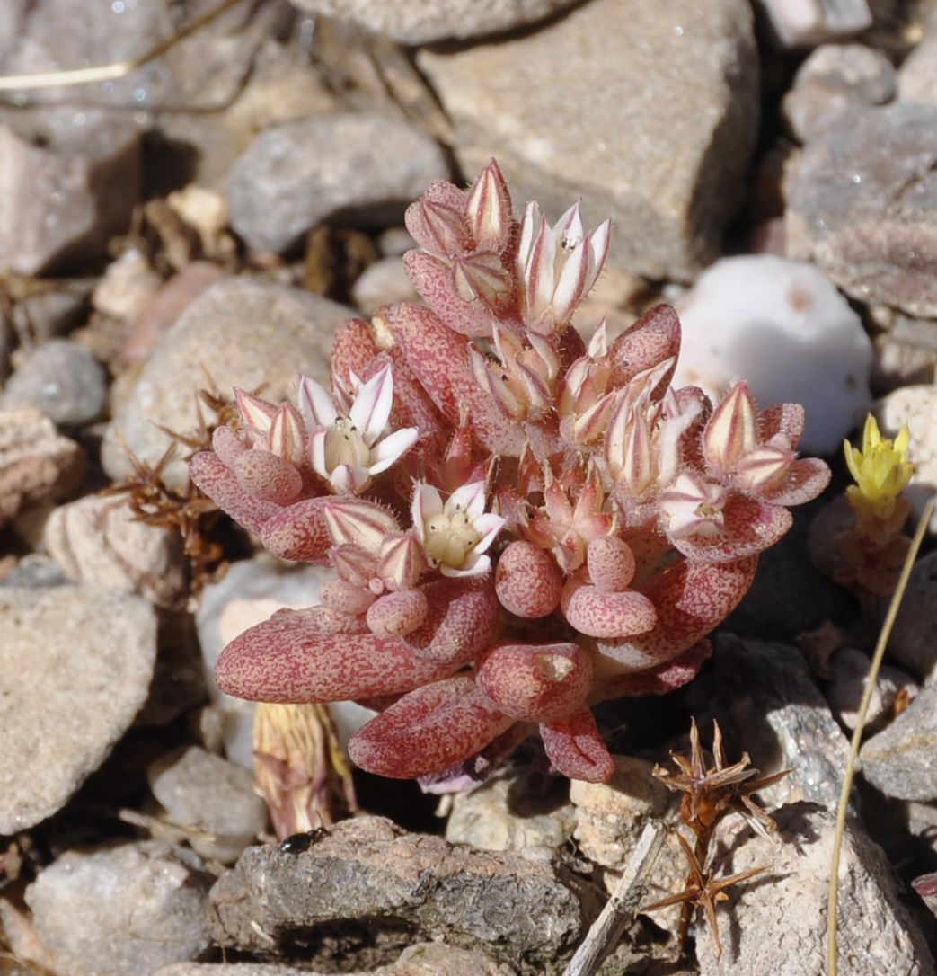 Image of Sedum rubens specimen.