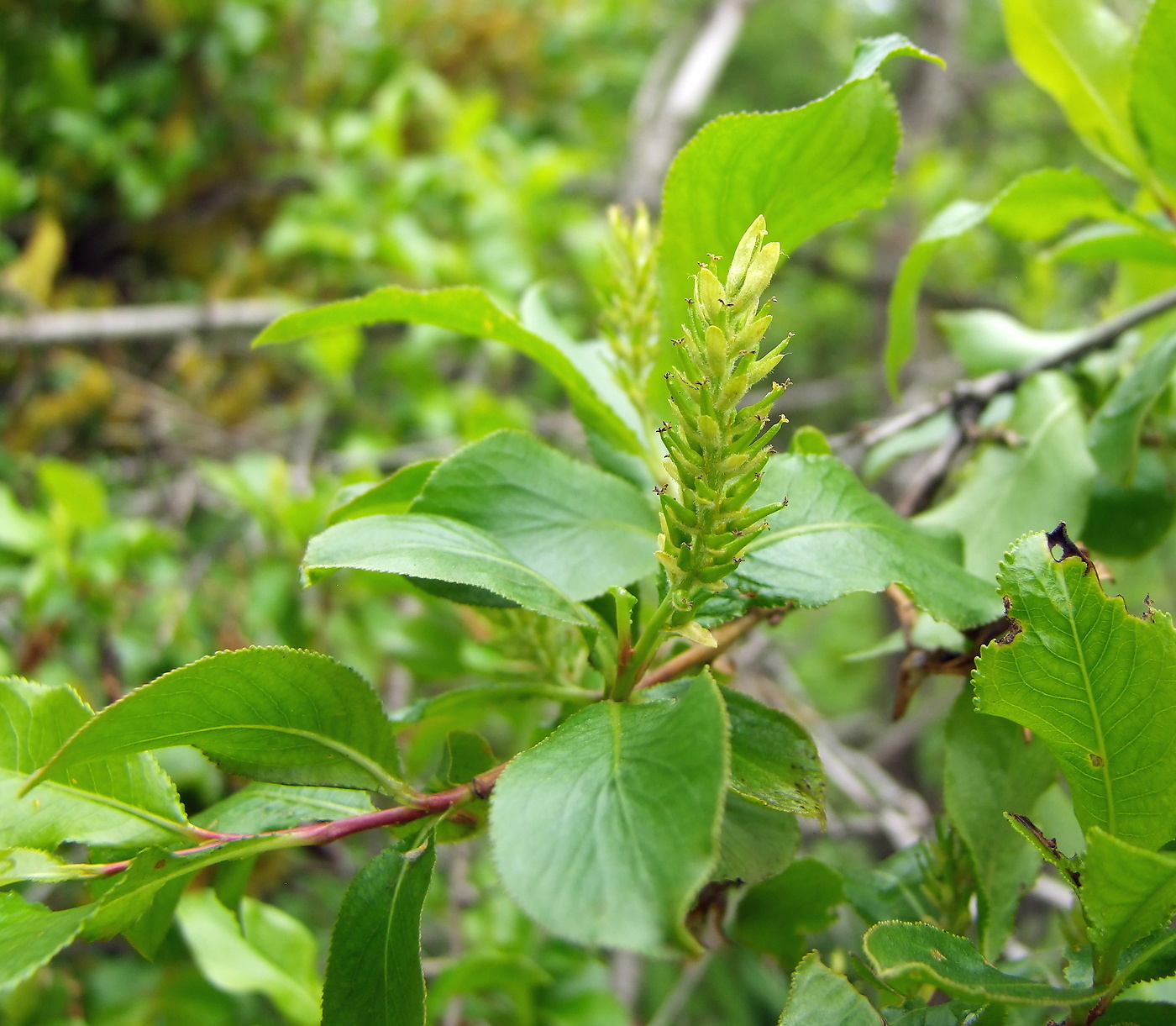 Image of Salix pseudopentandra specimen.