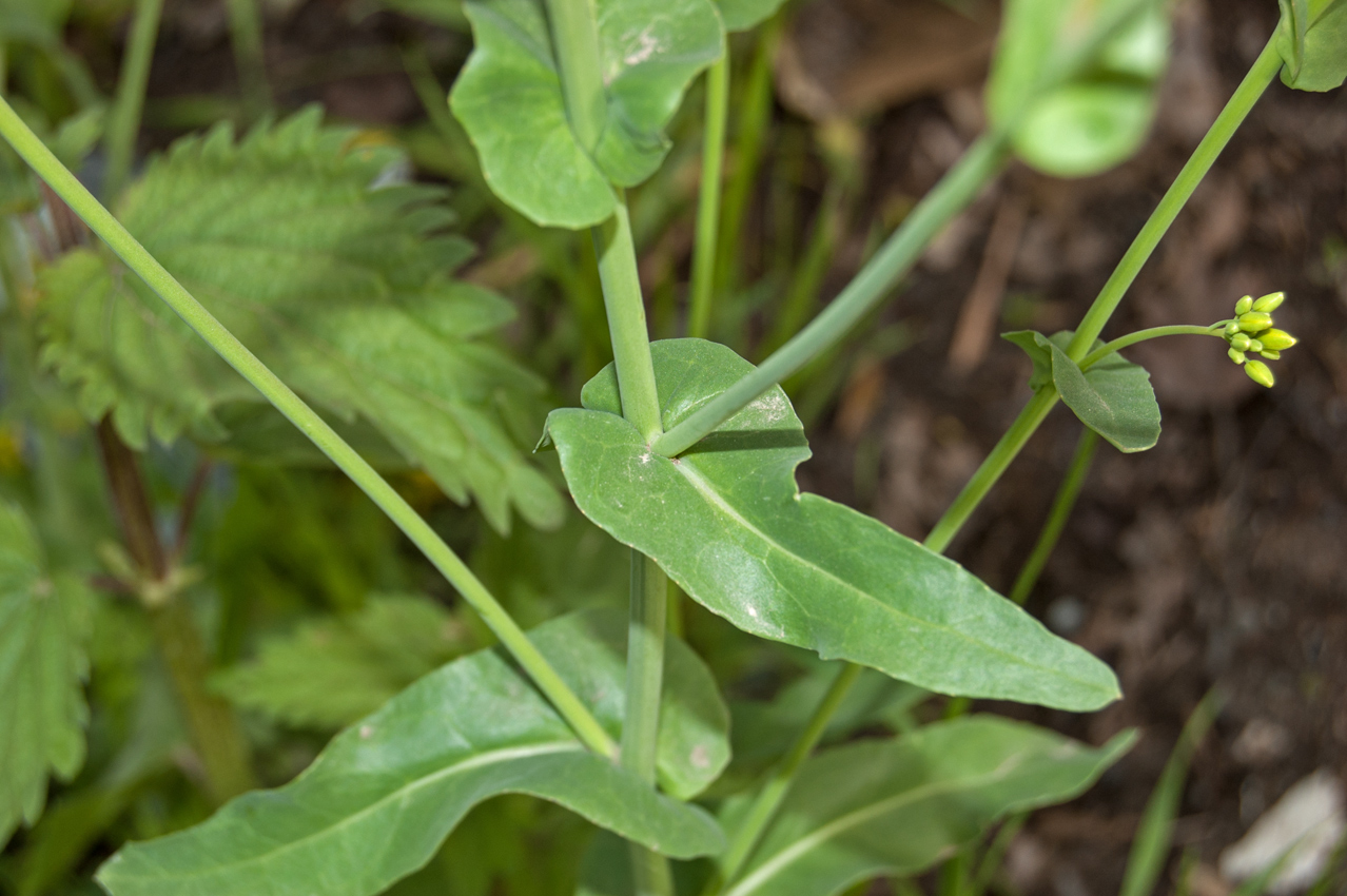 Image of Brassica campestris specimen.