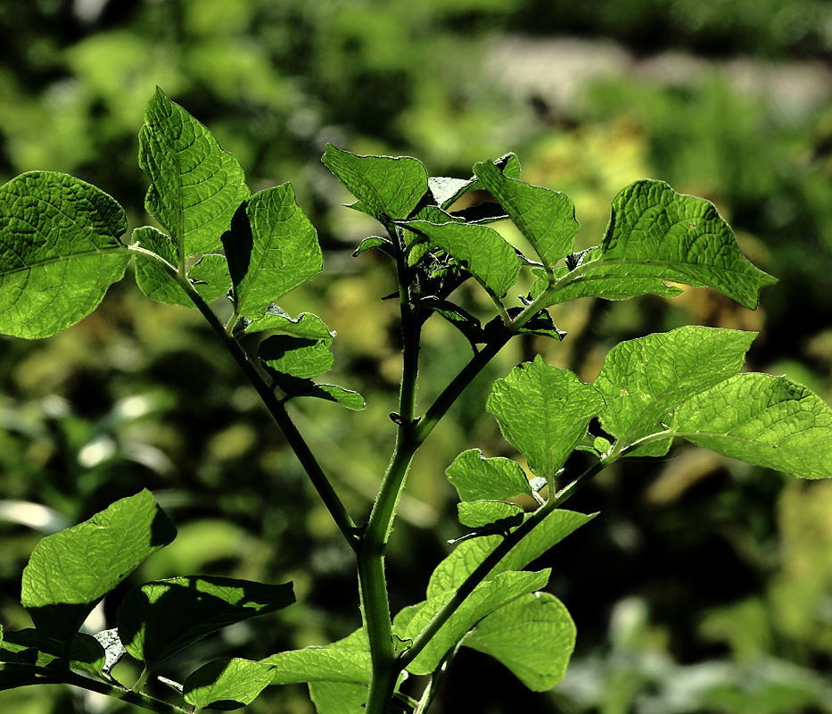 Изображение особи Solanum tuberosum.