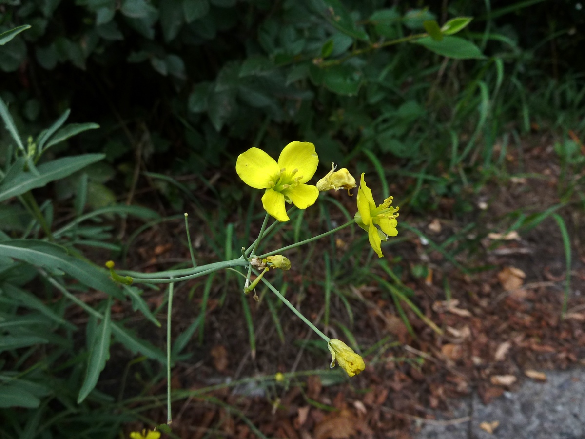 Image of Diplotaxis tenuifolia specimen.