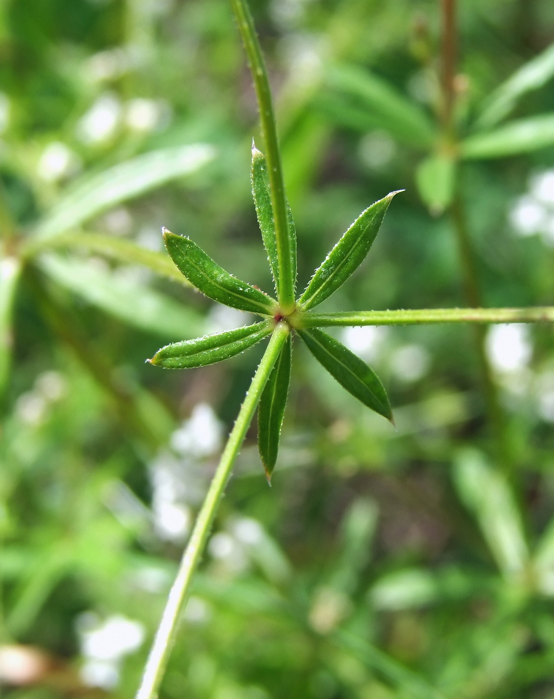 Изображение особи Galium uliginosum.