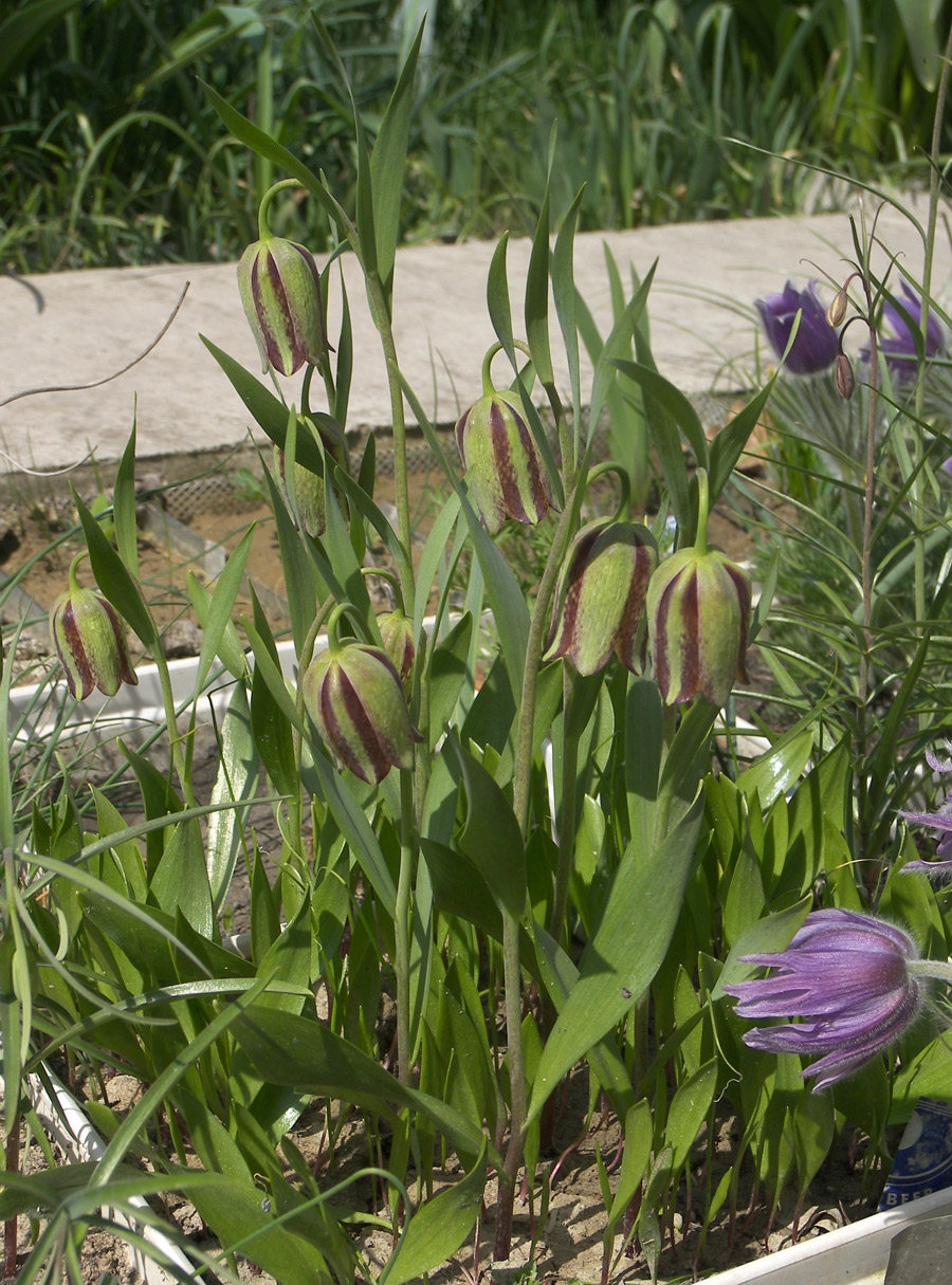 Изображение особи Fritillaria amana.