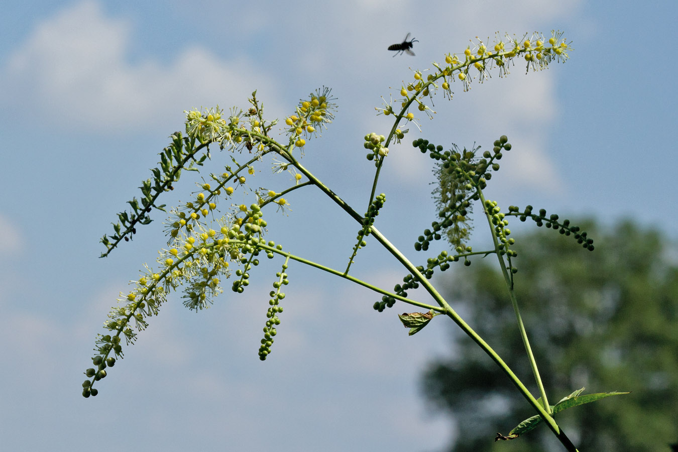 Image of Cimicifuga europaea specimen.