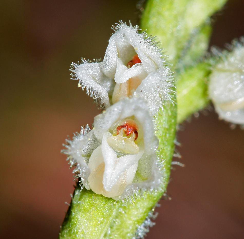 Image of Goodyera repens specimen.