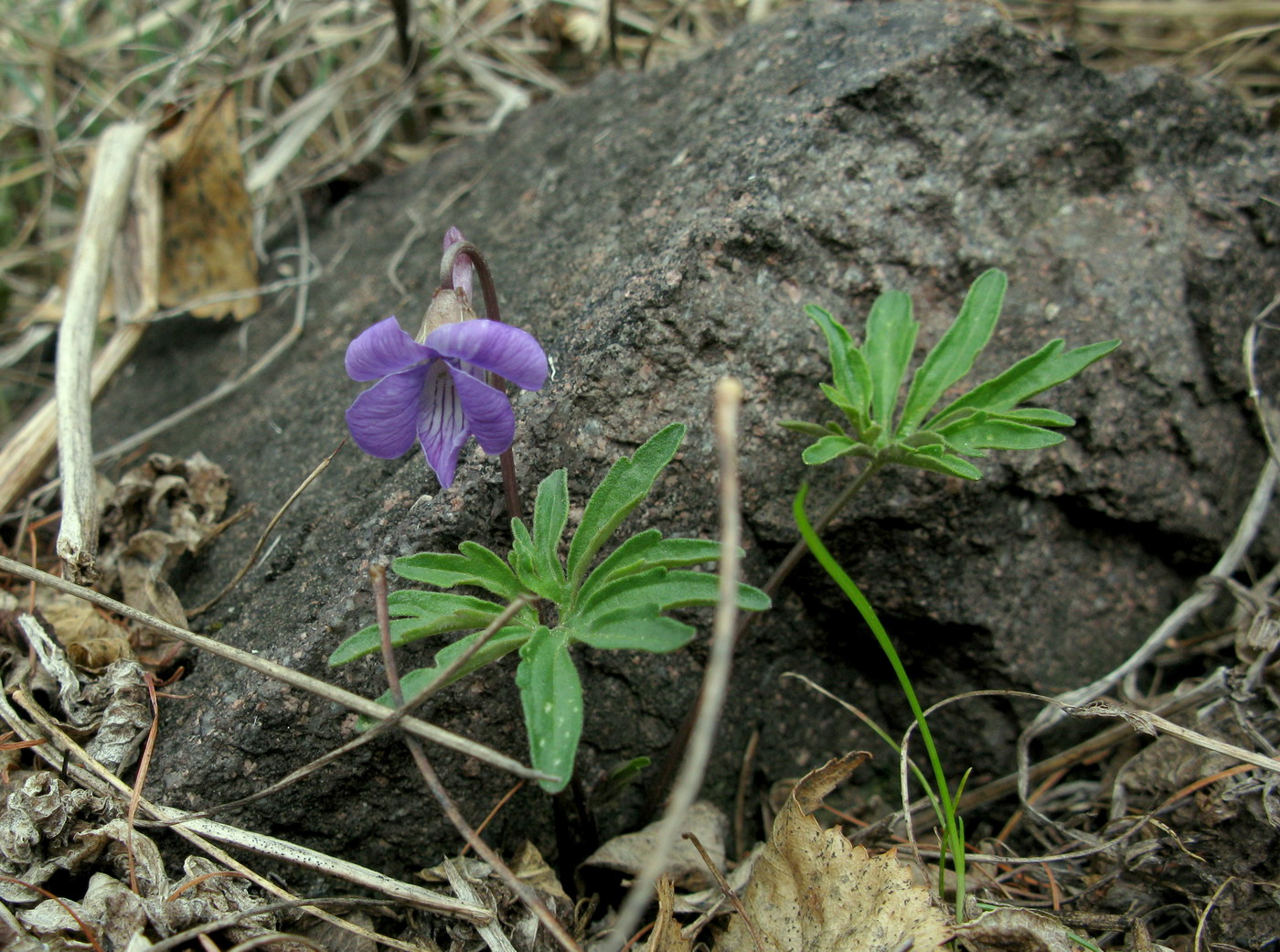 Image of Viola milanae specimen.