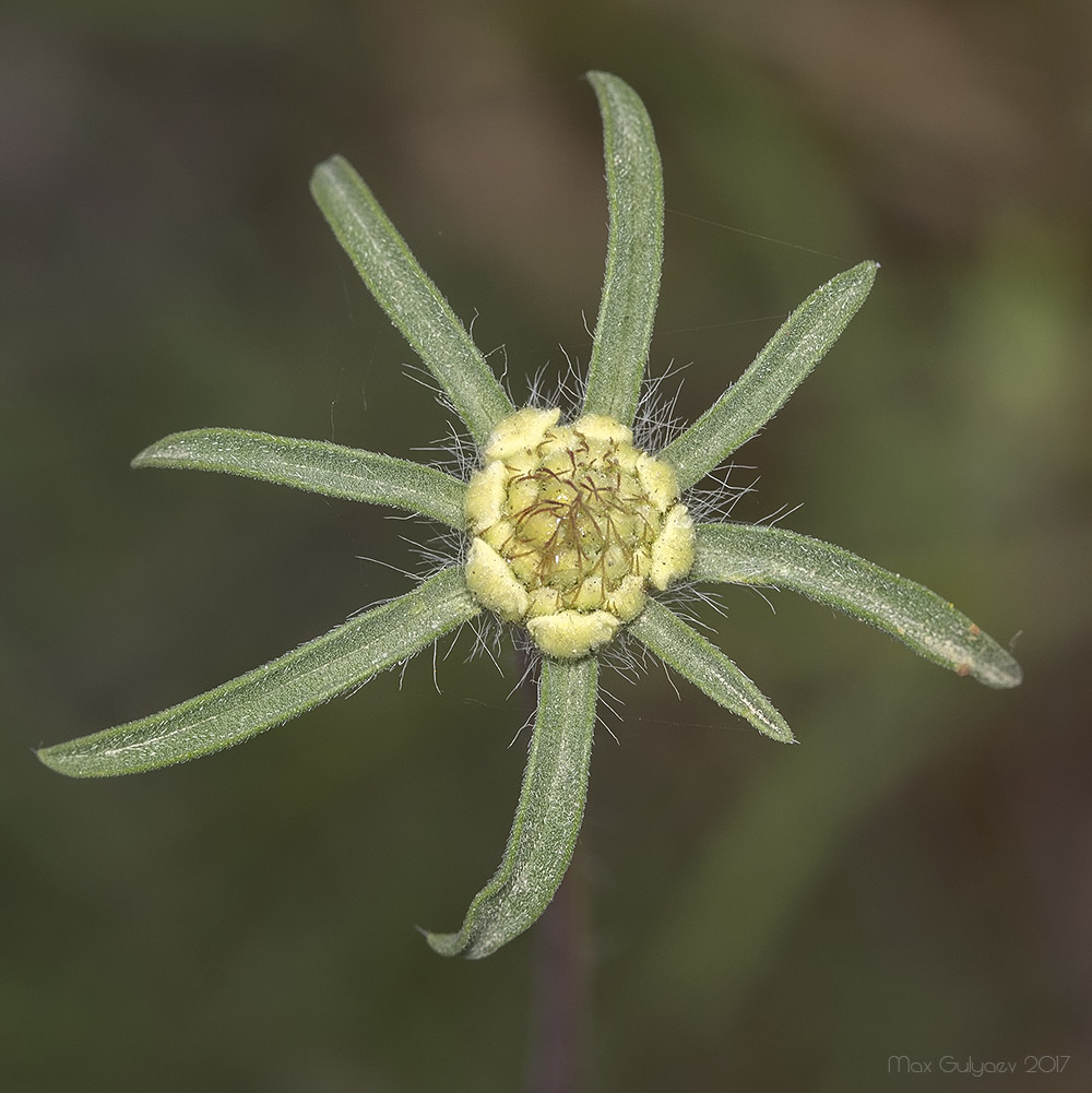 Image of Lomelosia argentea specimen.