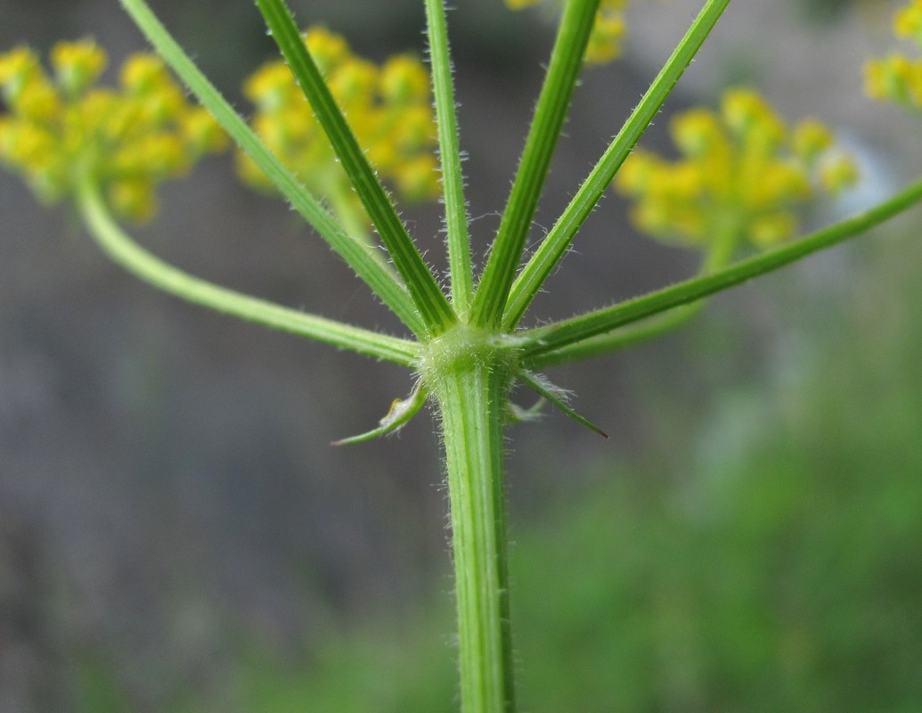 Image of Pastinaca armena specimen.