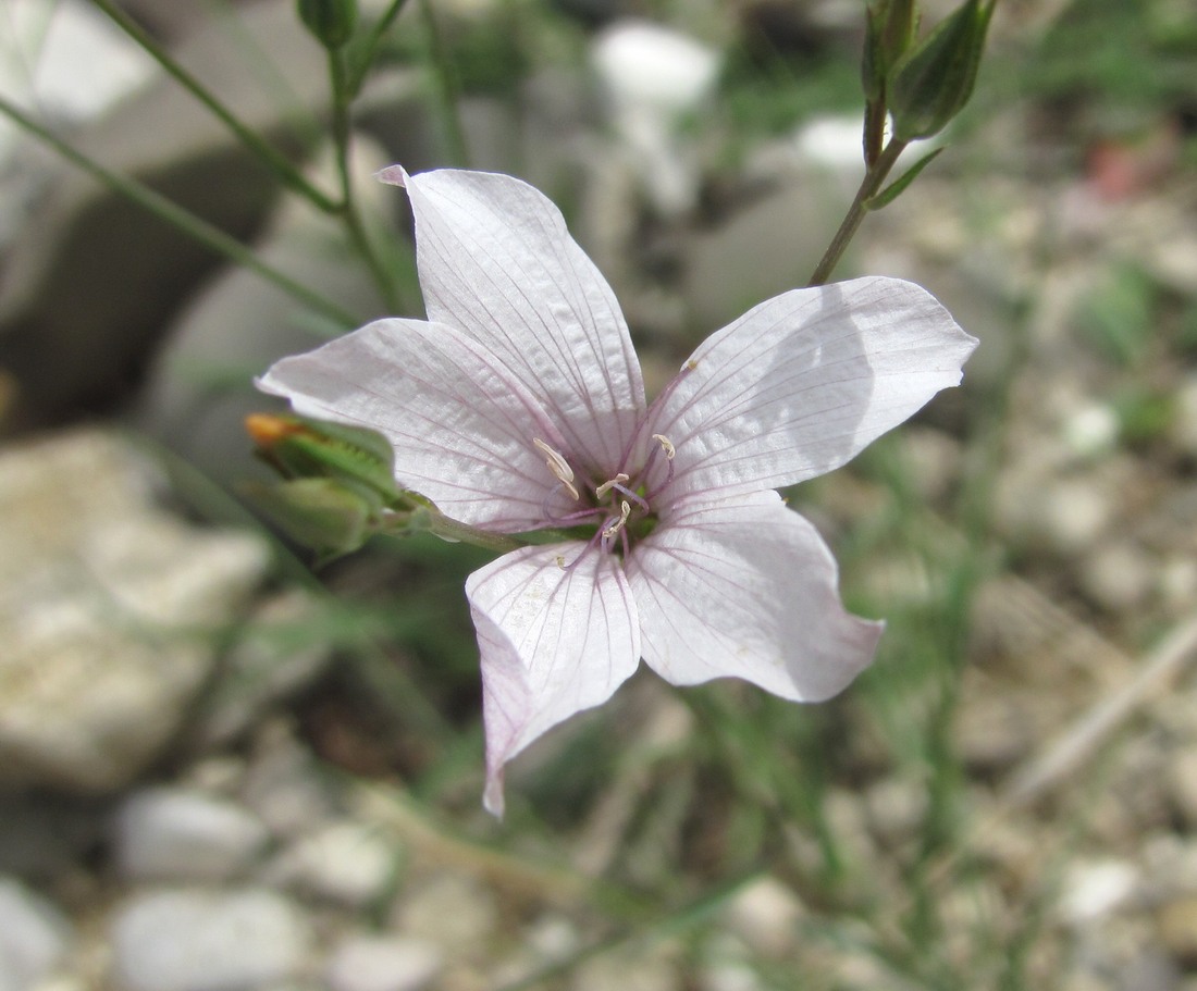 Изображение особи Linum tenuifolium.