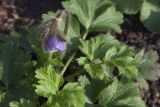 Pulsatilla ajanensis. Цветущее растение первого года жизни. Костромская обл., Судиславский р-н, дер. Антипино, в культуре. 31.08.2019.