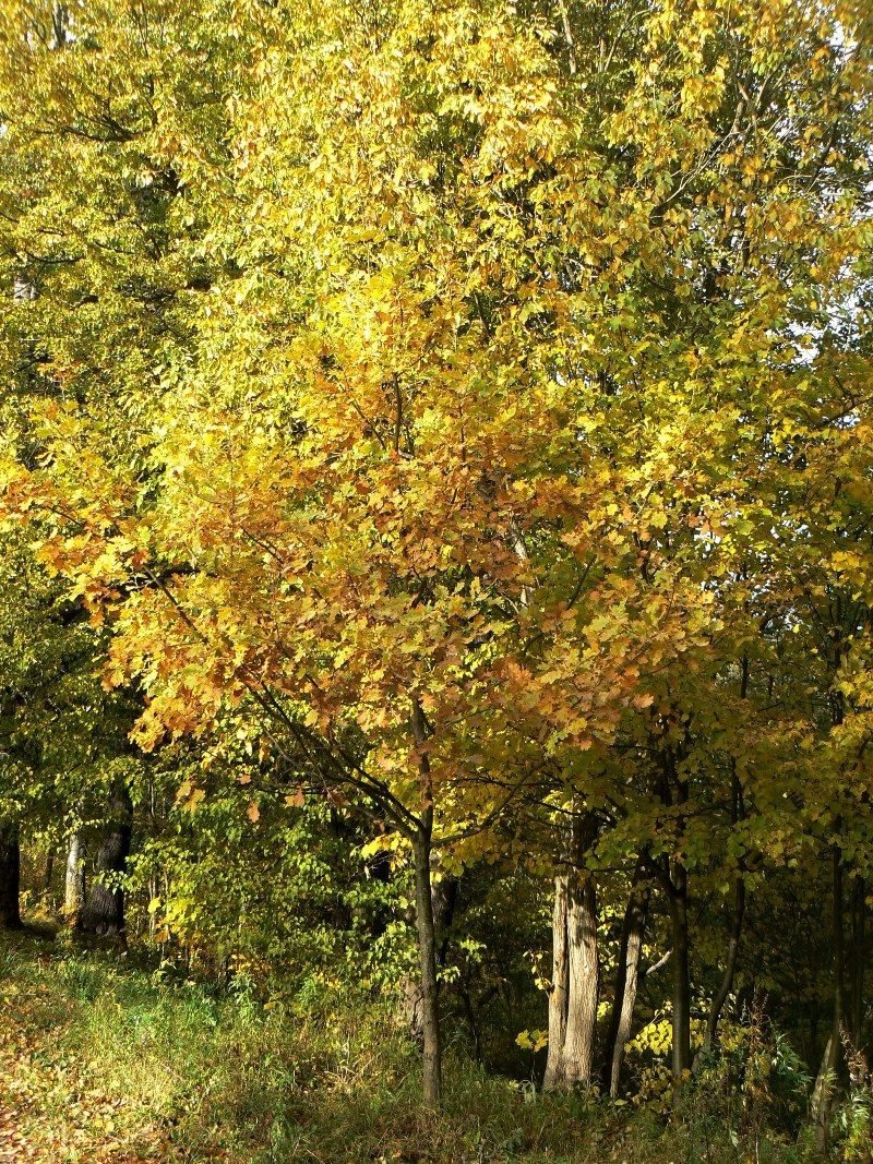 Изображение особи Quercus robur.