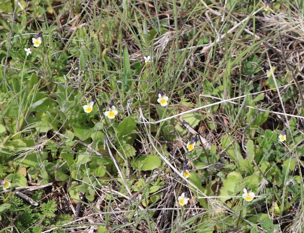 Image of genus Viola specimen.