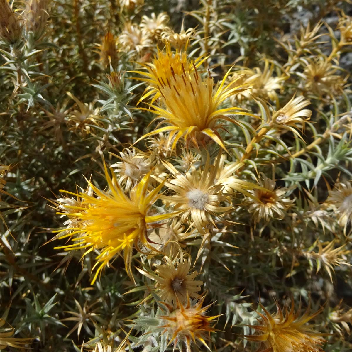 Изображение особи Chuquiraga atacamensis.