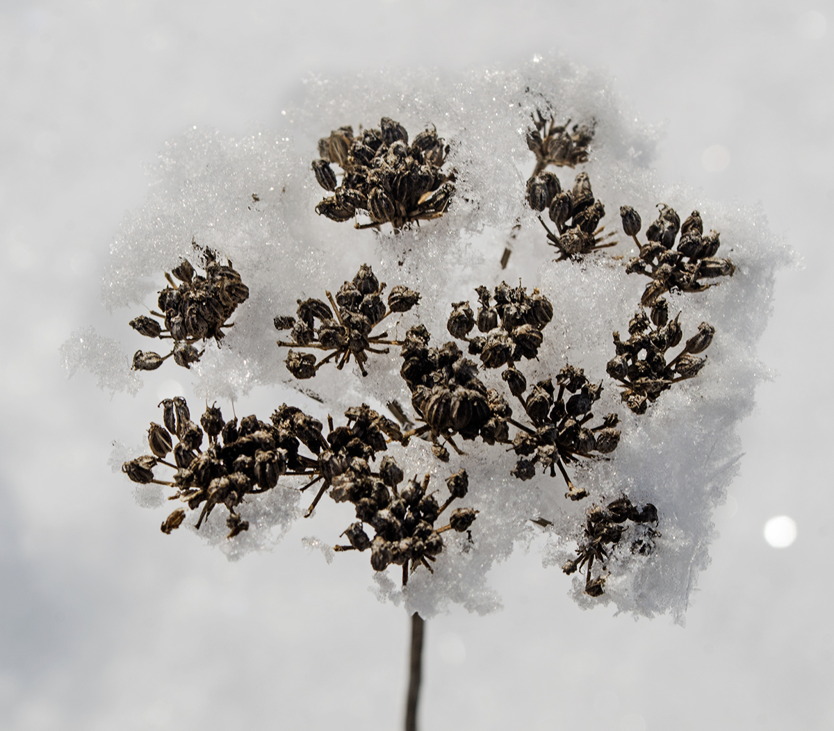 Изображение особи семейство Apiaceae.