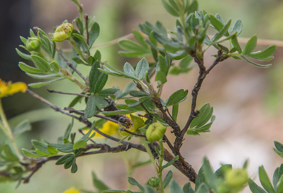 Изображение особи Dasiphora fruticosa.