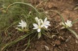 Ornithogalum fimbriatum. Цветущее растение. Крым, Бахчисарайский р-н, склон горы Сююрю-Кая. Начало мая 2010 г.