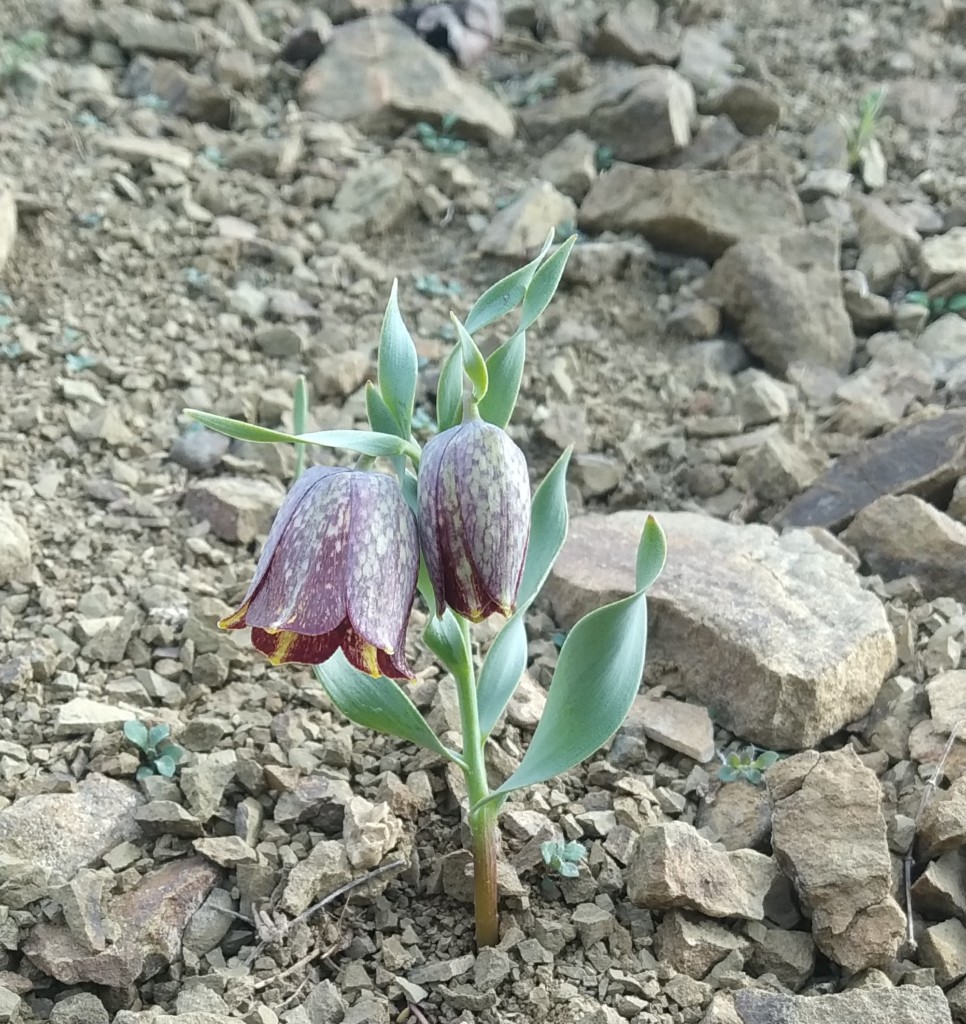 Image of Fritillaria kurdica specimen.