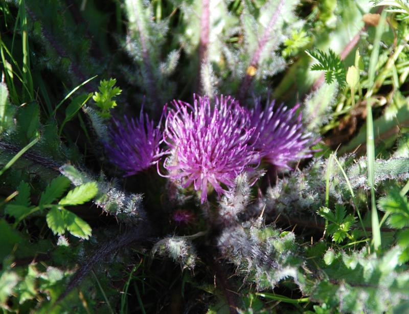 Image of Cirsium esculentum specimen.