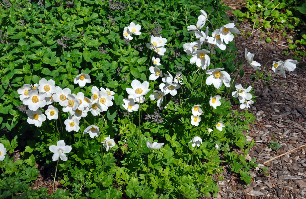 Image of Anemone sylvestris specimen.