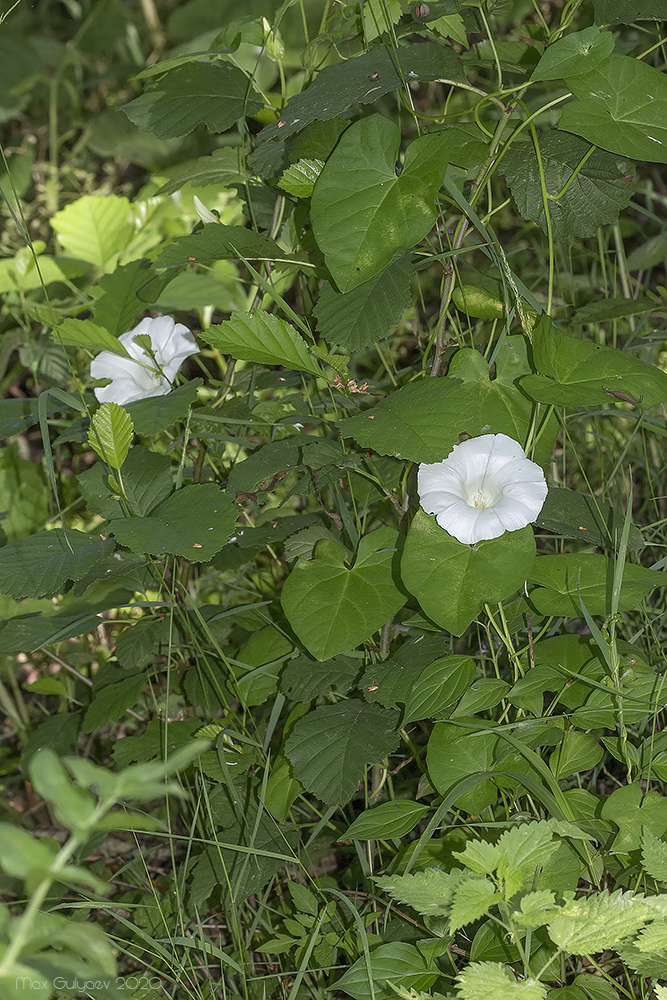 Image of Calystegia sepium specimen.