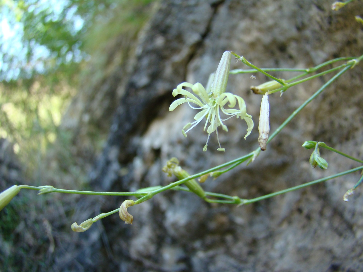 Изображение особи Silene neoladyginae.