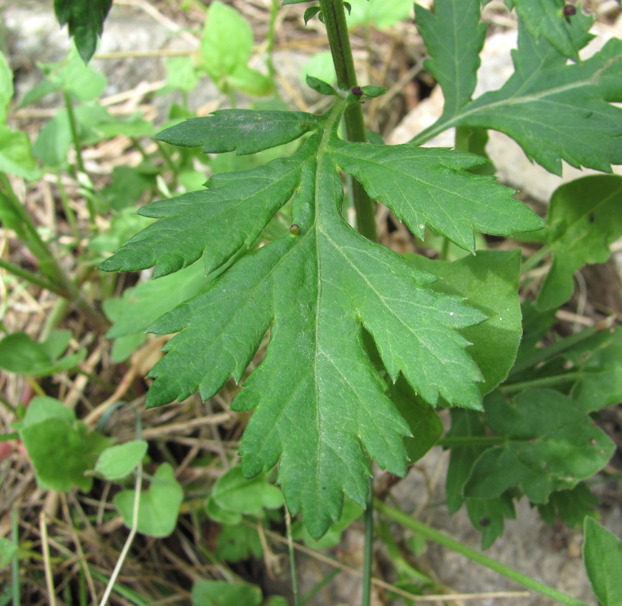 Изображение особи Artemisia vulgaris.