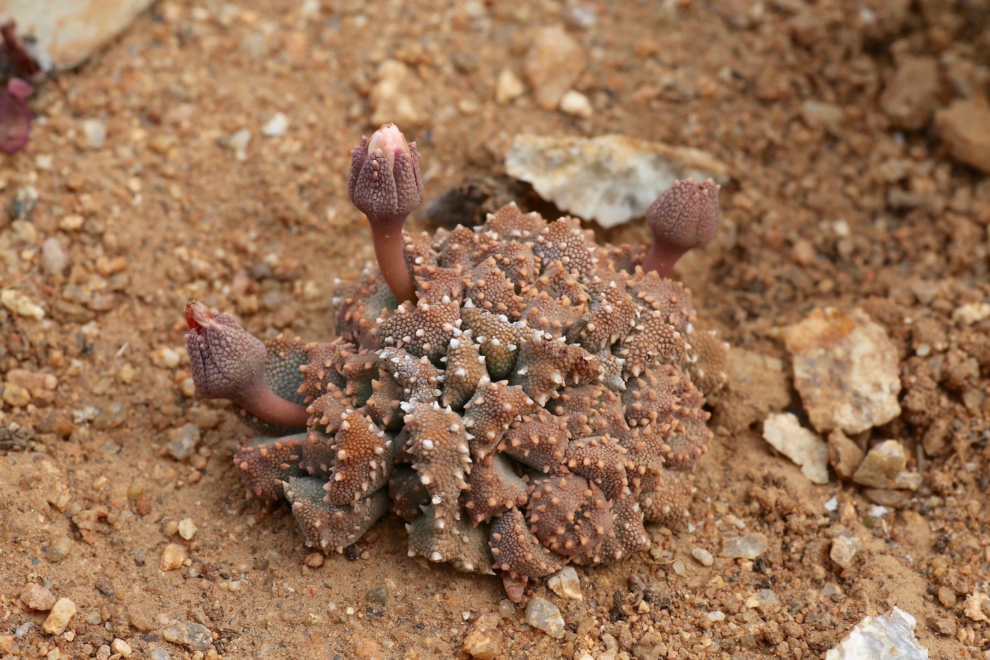 Изображение особи Aloinopsis luckhoffii.