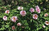 Paeonia suffruticosa. Цветущее растение. Москва, ботанический сад МГУ \"Аптекарский огород\", в культуре. 18.05.2019.