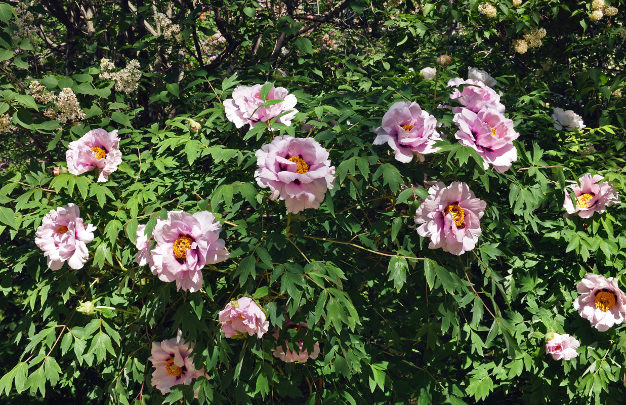 Image of Paeonia suffruticosa specimen.