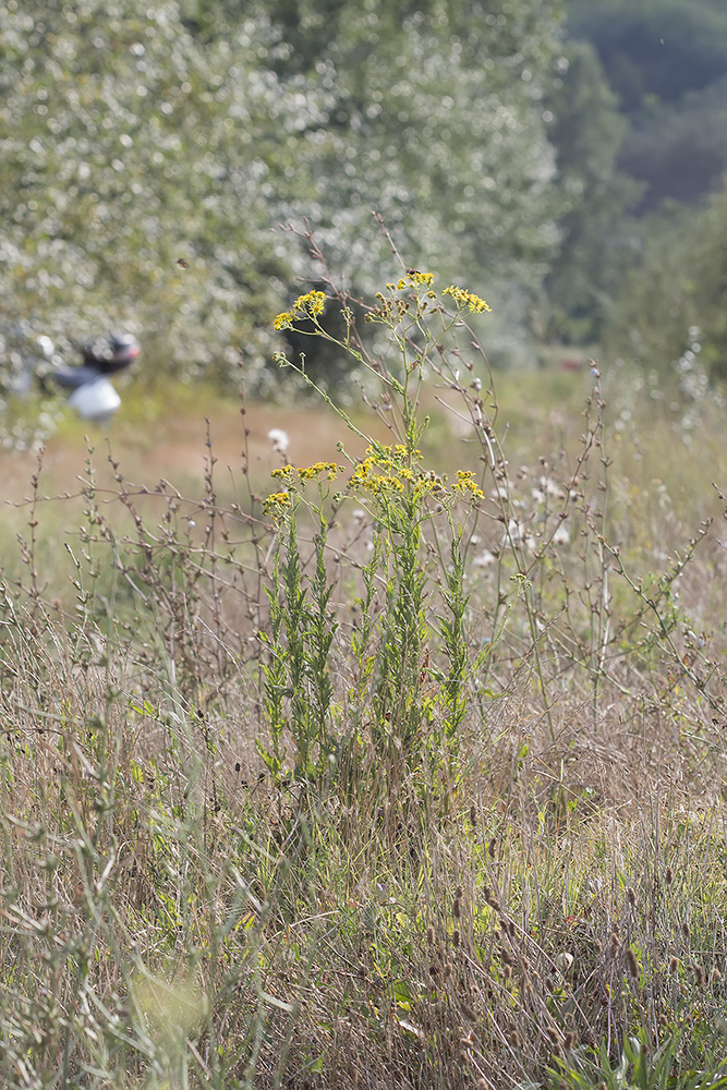 Image of genus Senecio specimen.