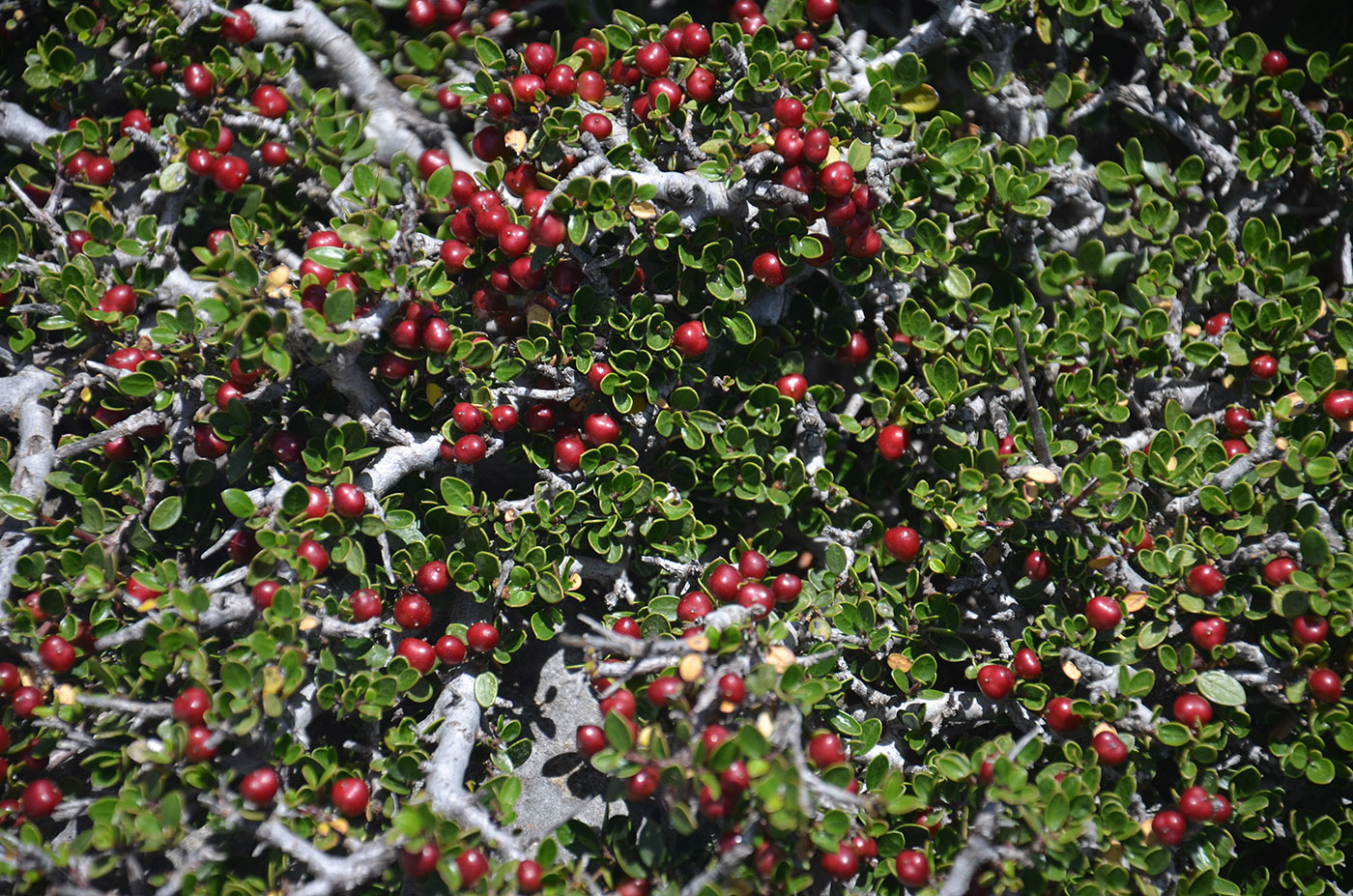 Изображение особи Rhamnus myrtifolia.