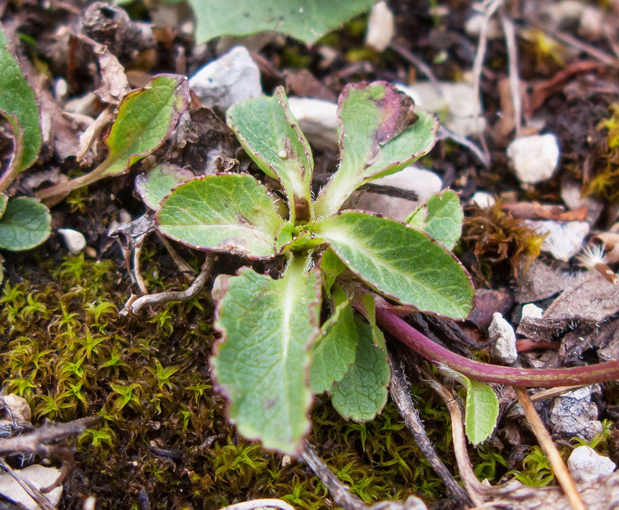 Image of Campanula albovii specimen.