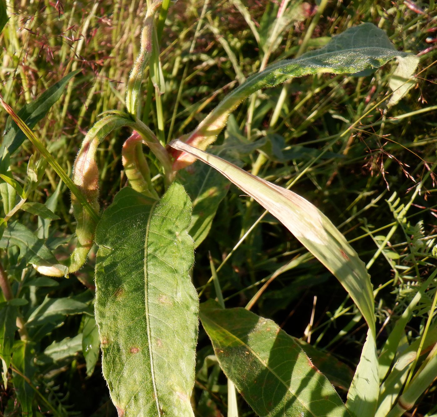 Image of Persicaria amphibia specimen.