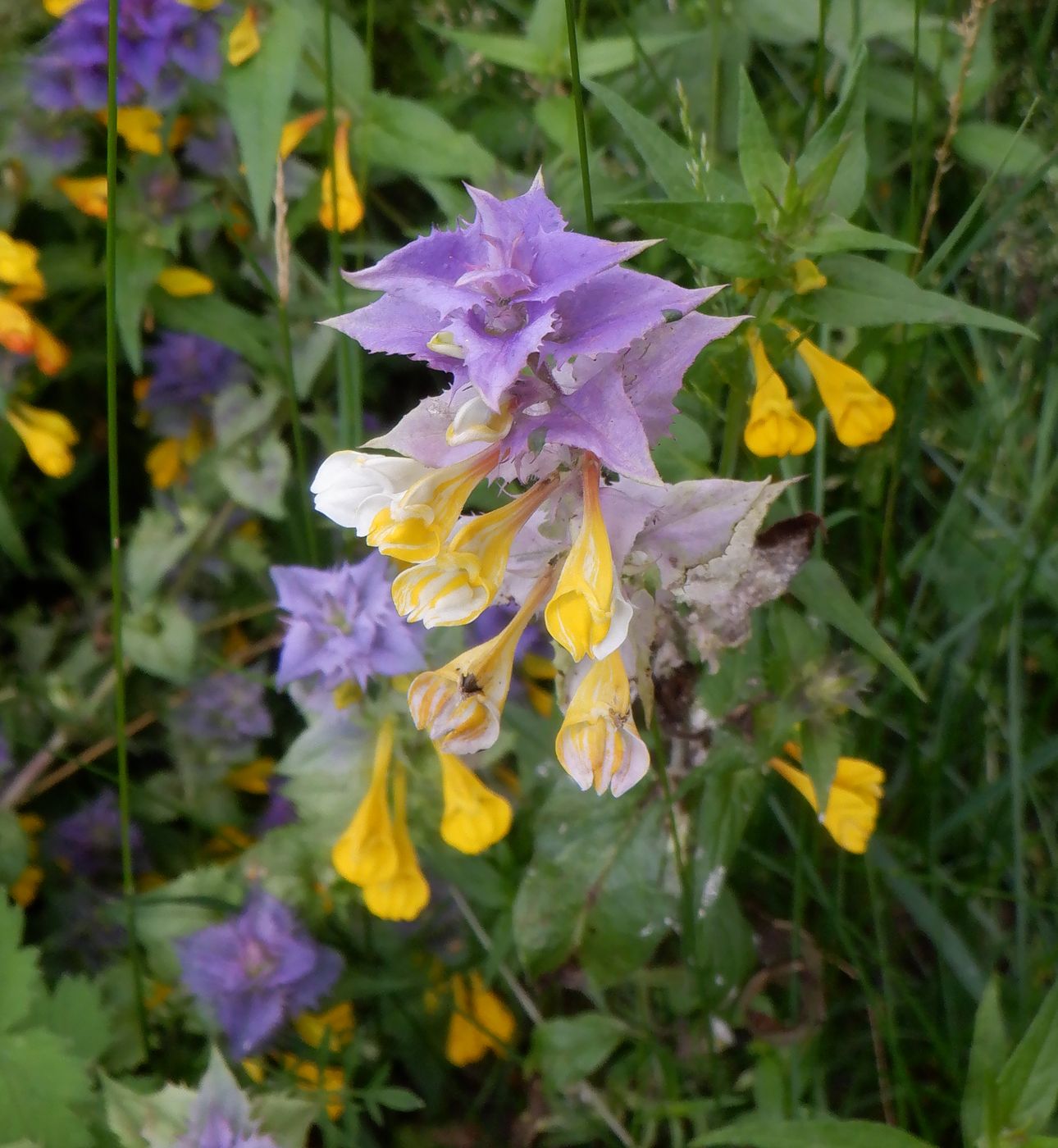 Изображение особи Melampyrum nemorosum.