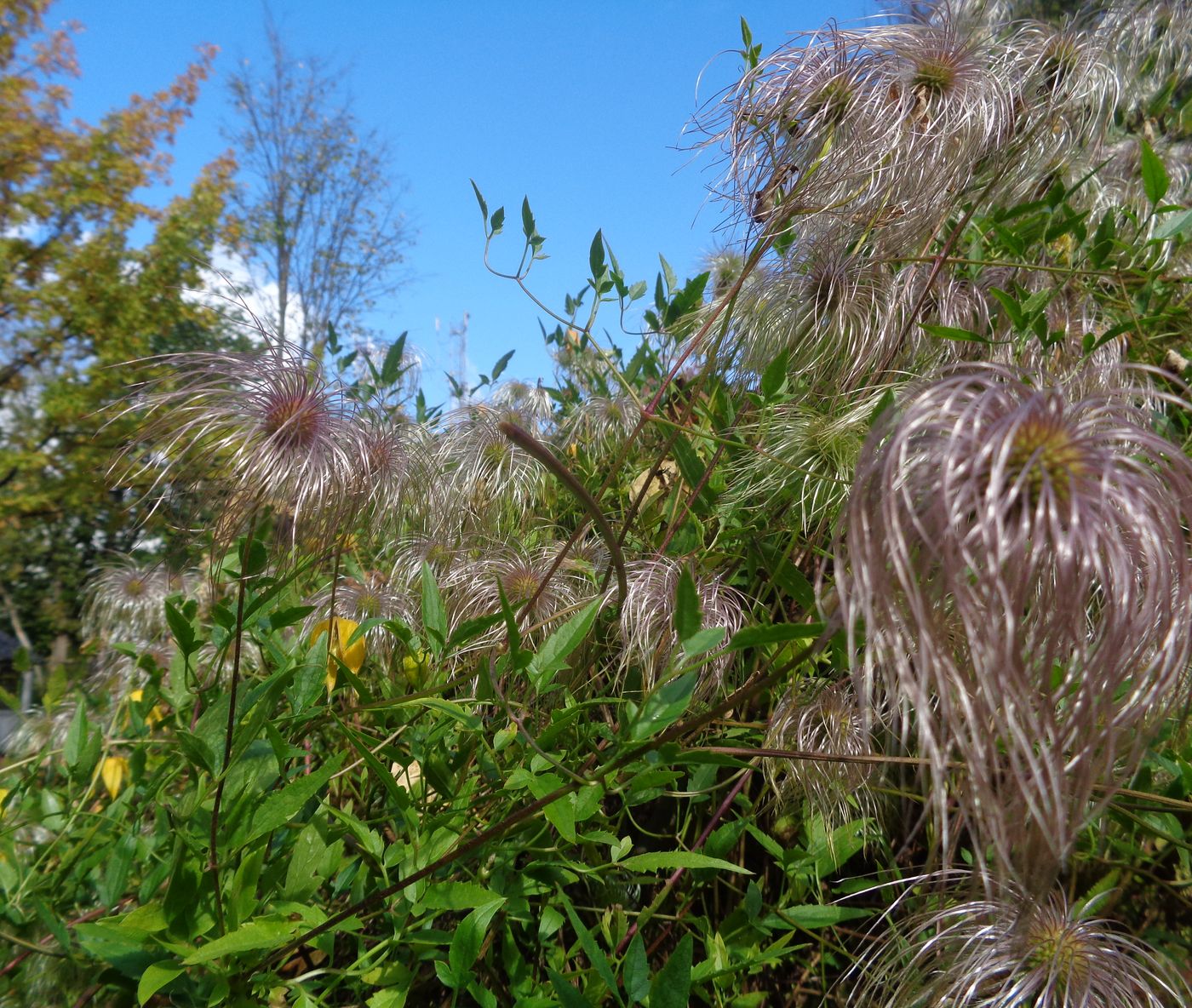 Изображение особи Clematis tangutica.