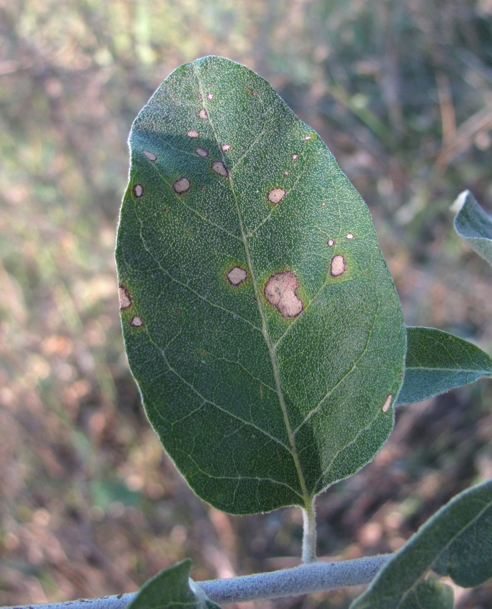 Image of Elaeagnus angustifolia specimen.