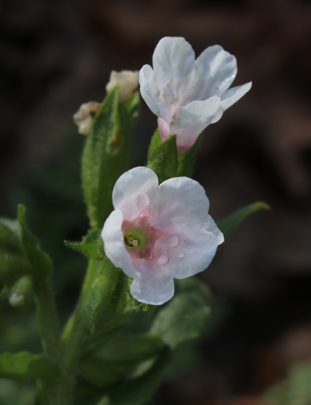 Изображение особи Pulmonaria obscura.