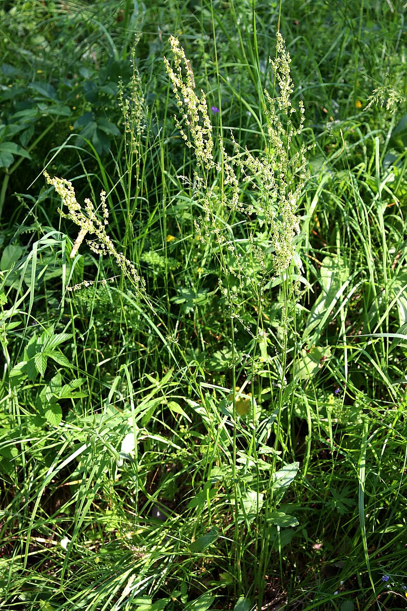 Image of Rumex acetosa specimen.