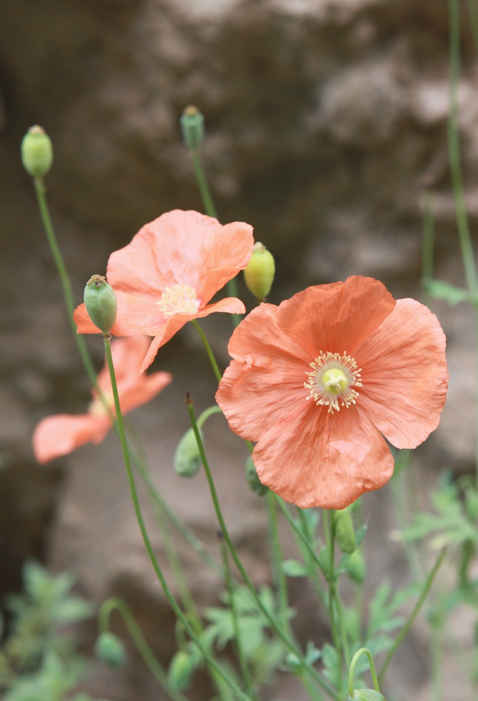 Image of Papaver fugax specimen.