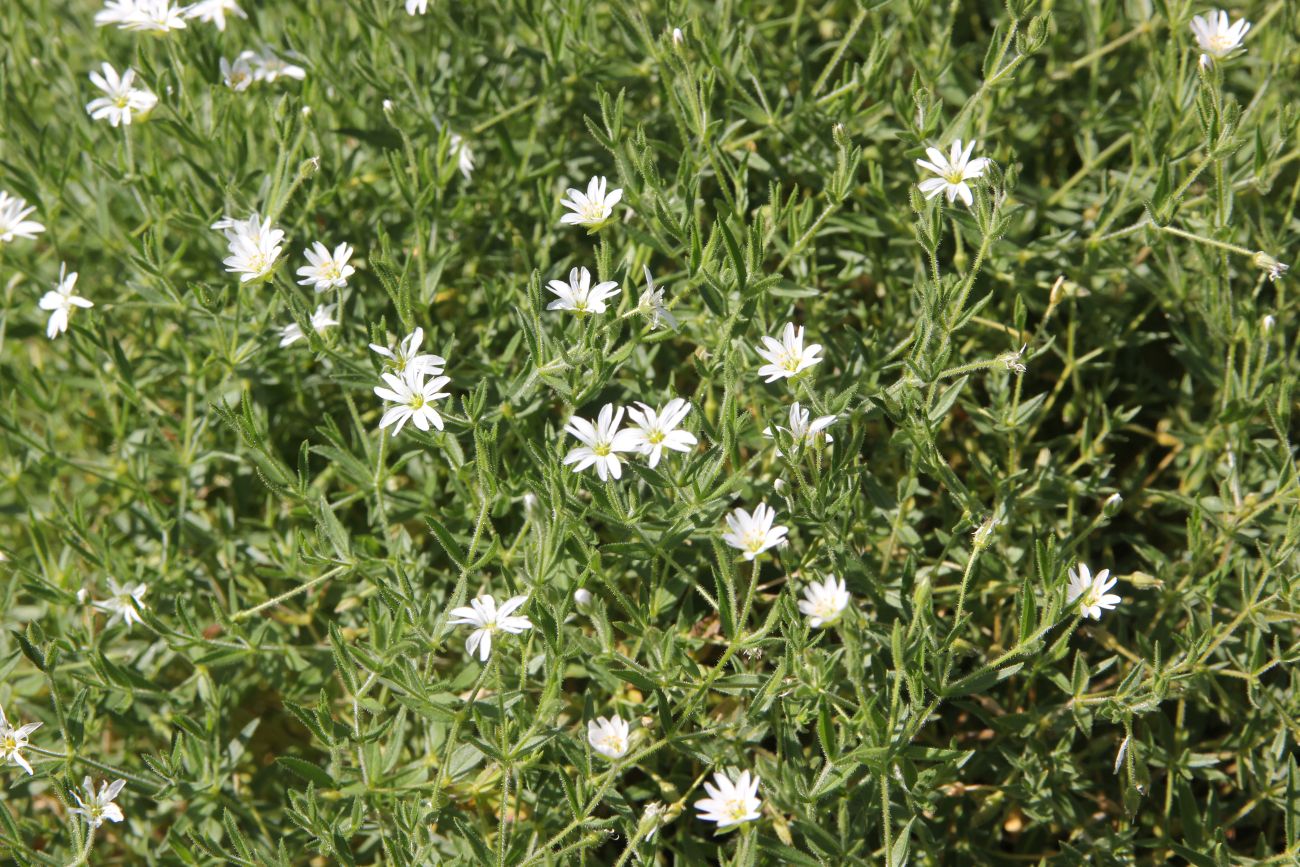 Изображение особи Stellaria dichotoma.