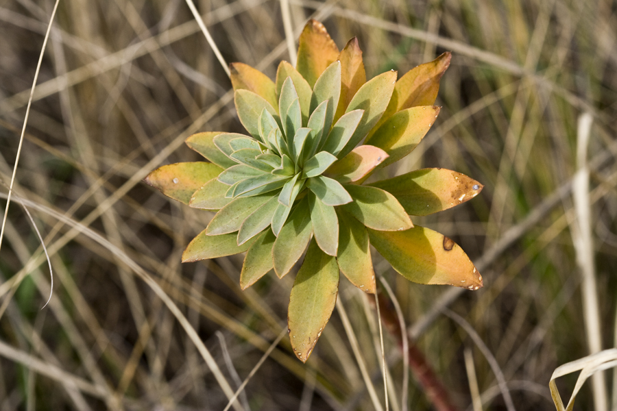 Image of genus Euphorbia specimen.