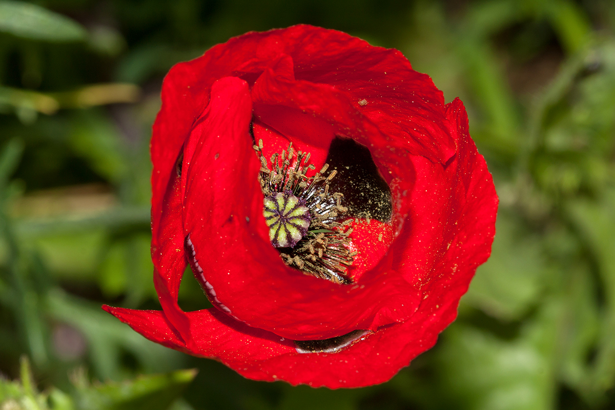 Изображение особи Papaver umbonatum.