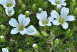 Minuartia imbricata