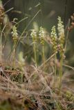 Goodyera repens