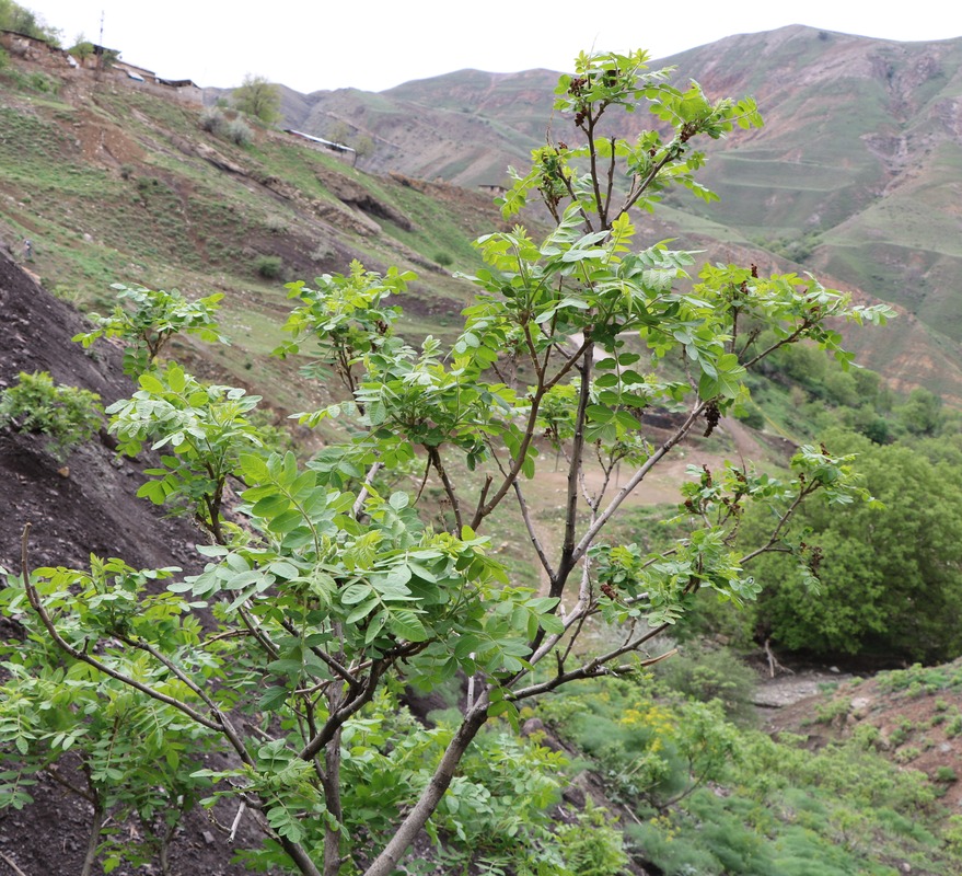 Image of Rhus coriaria specimen.