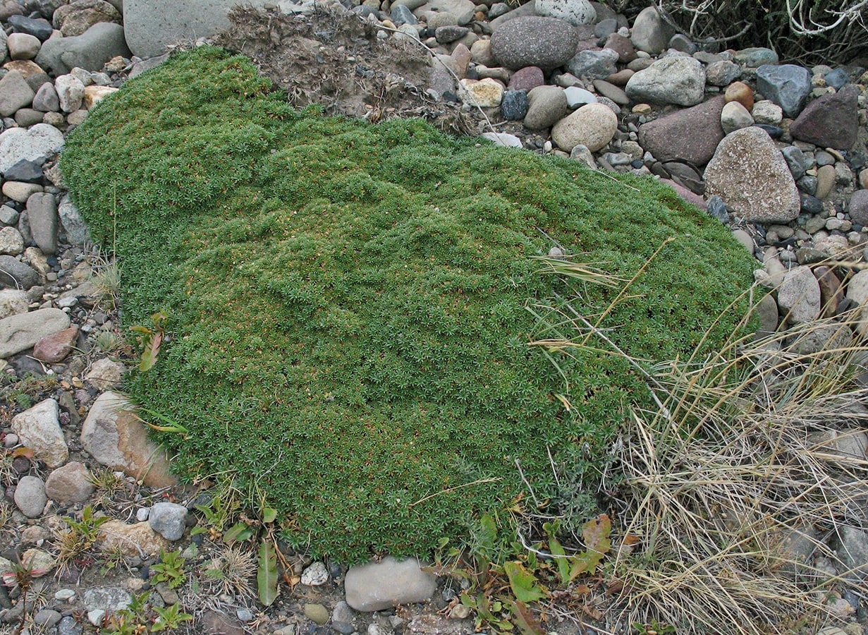 Изображение особи Azorella monantha.