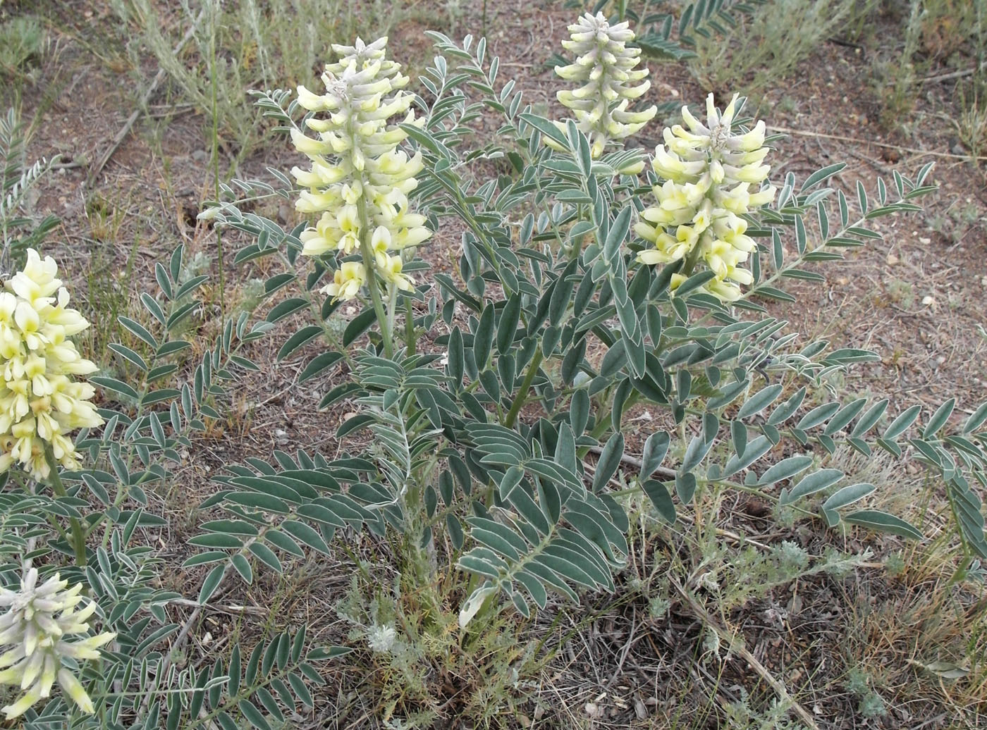 Изображение особи Pseudosophora alopecuroides.