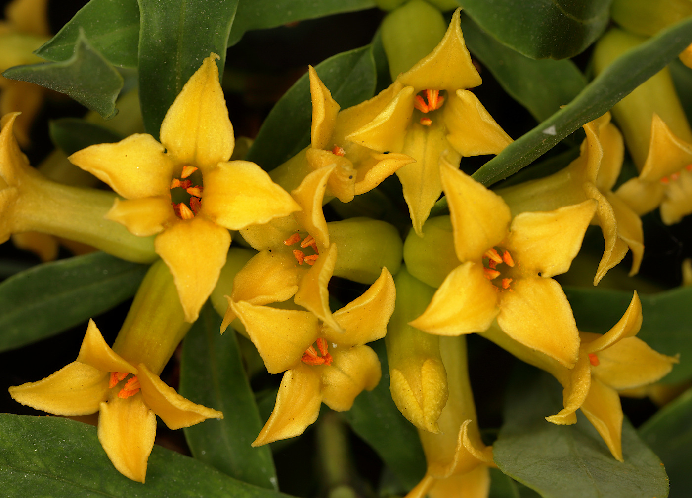 Image of Daphne giraldii specimen.